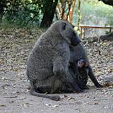 Ethiopia - Mago National Park - Baboons - 10
